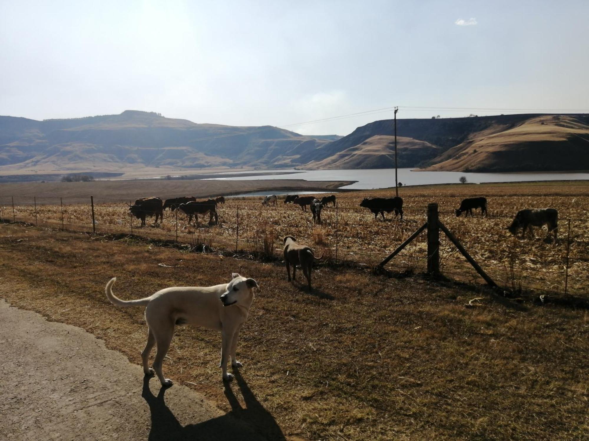 Bell Park Self Catering Bed & Breakfast Champagne Valley Екстериор снимка